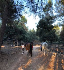 Field and Horse